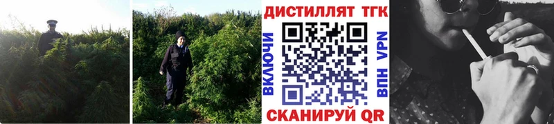 цены   Судогда  Дистиллят ТГК THC oil 